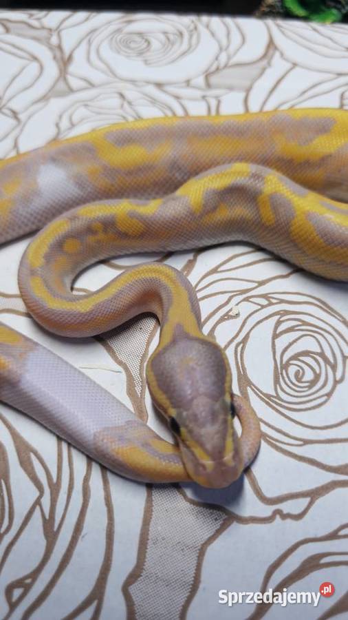 Wąż pyton królewski python regius samica sprzedam