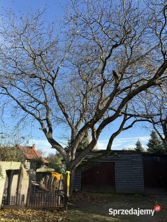 Sprzedam drewno orzech włoski lubuskie Wschowa