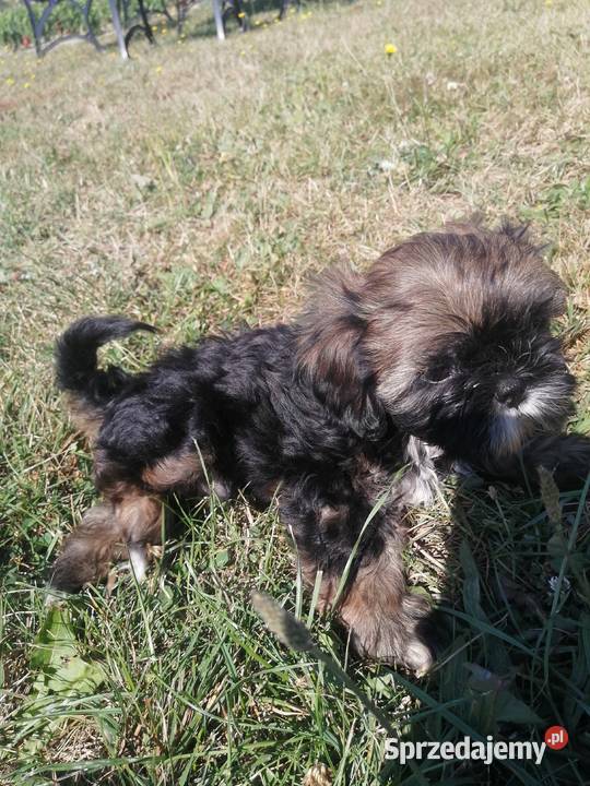 Szczeniaki shihtzu gotowe do odbioru Jodłówka-Wałki sprzedam