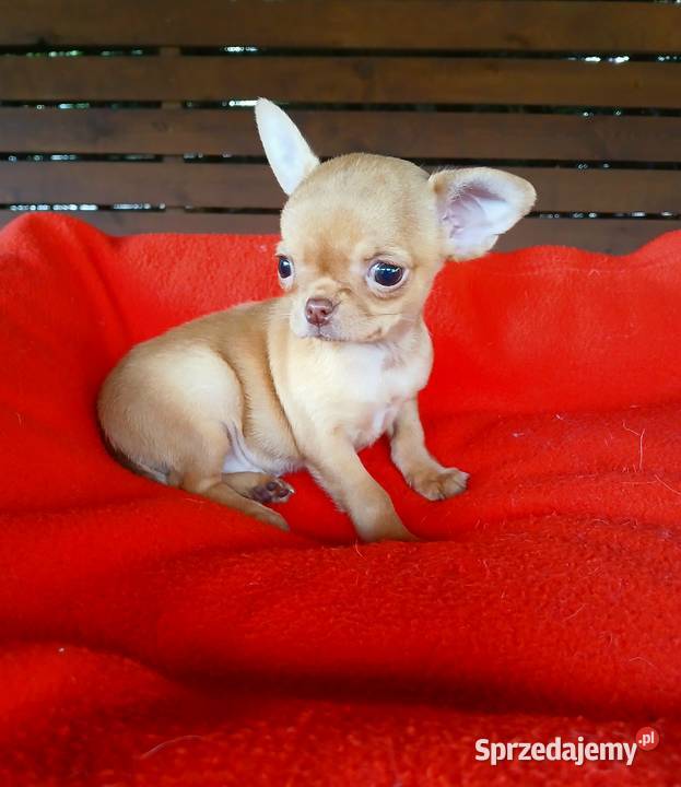 Piękna suczka chihuahua