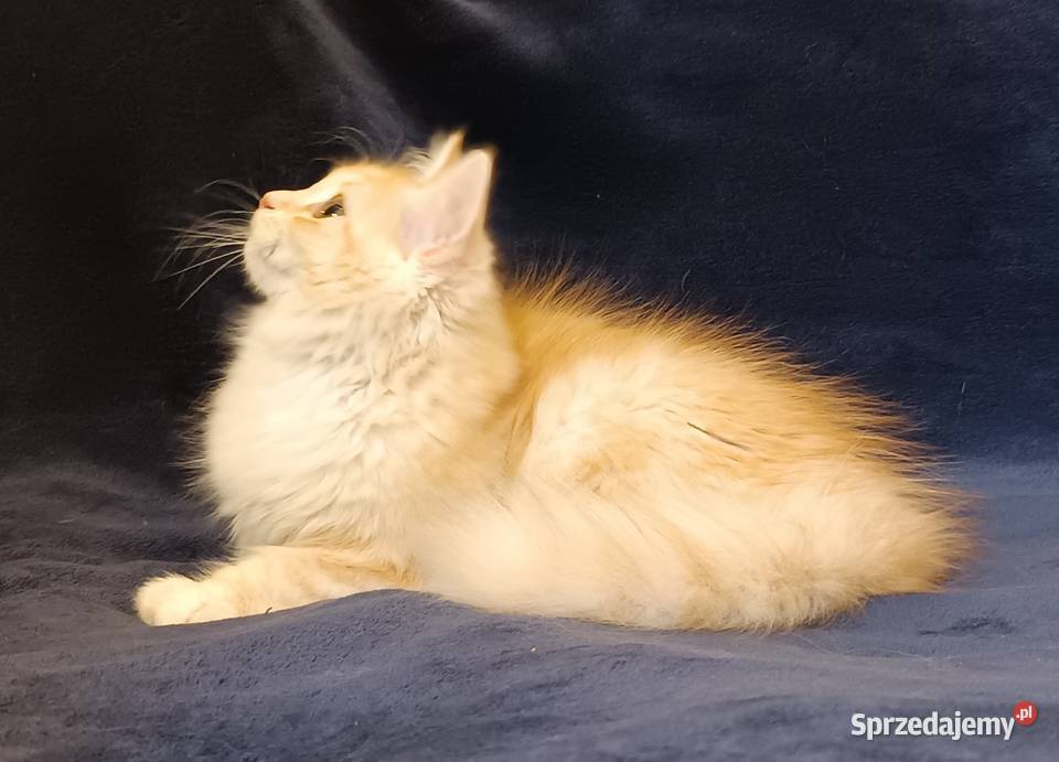 Koty Syberyjskie PICOLLO ZKolakowegoDomu wielkopolskie Kwilcz