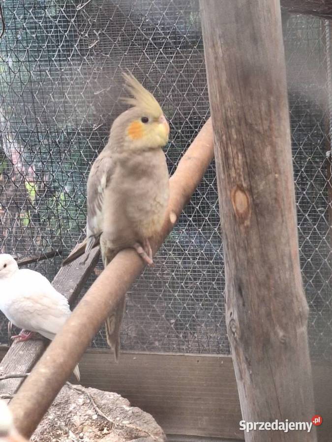 Nimfy młode z 2025roku kujawsko-pomorskie Szubin