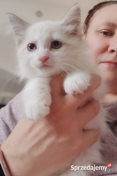 Zefir Dumka cudowne kocięta neva masquerade Warszawa