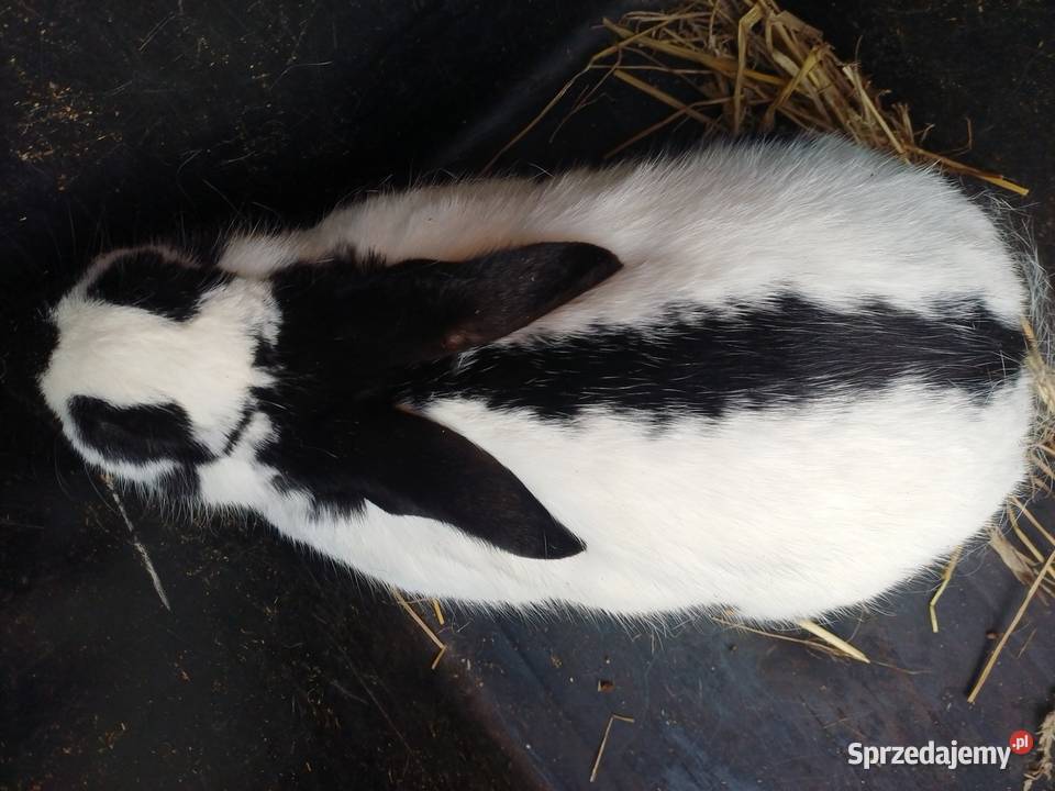 Królica srokacz niemiecki Króliki Bączal Górny sprzedam