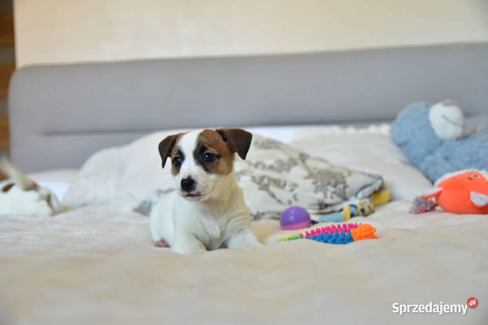 Jack Russell terrier fci sunia gotowa Targanice