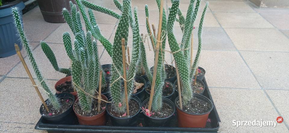 Kaktusy Opuncja białowłosa kolekcja Nowy Sącz