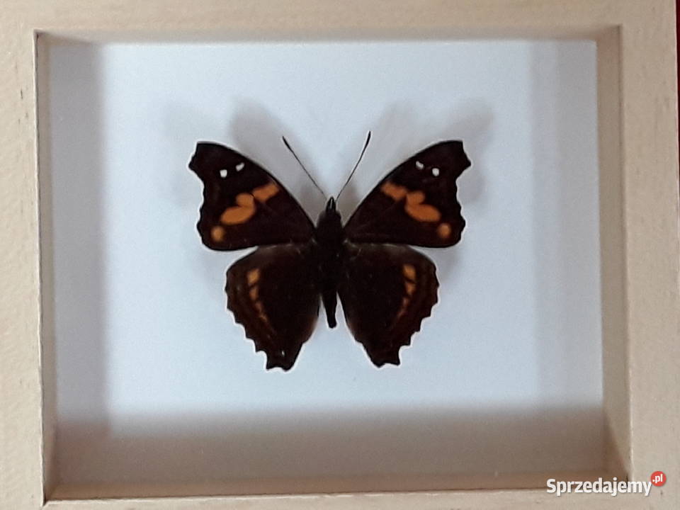 Motyl w ramce 12x10 Doxocopa ellis 50 mm zachodniopomorskie Szczecin sprzedam