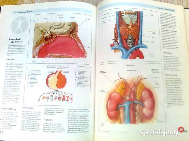 Die faszinierende Welt der ANATOMIE Warszawa