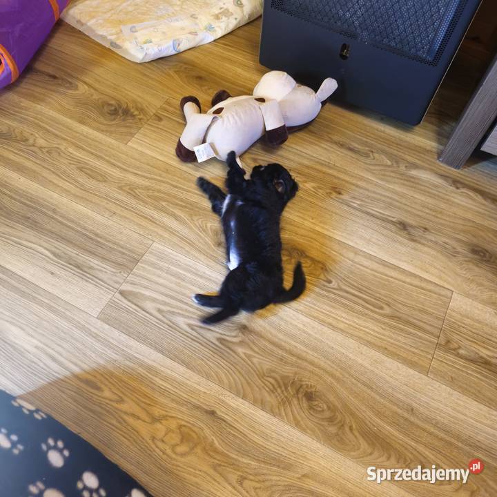 Chihuahua Słodki Blaki szuka nową rodzinkę Chihuahua Kołobrzeg