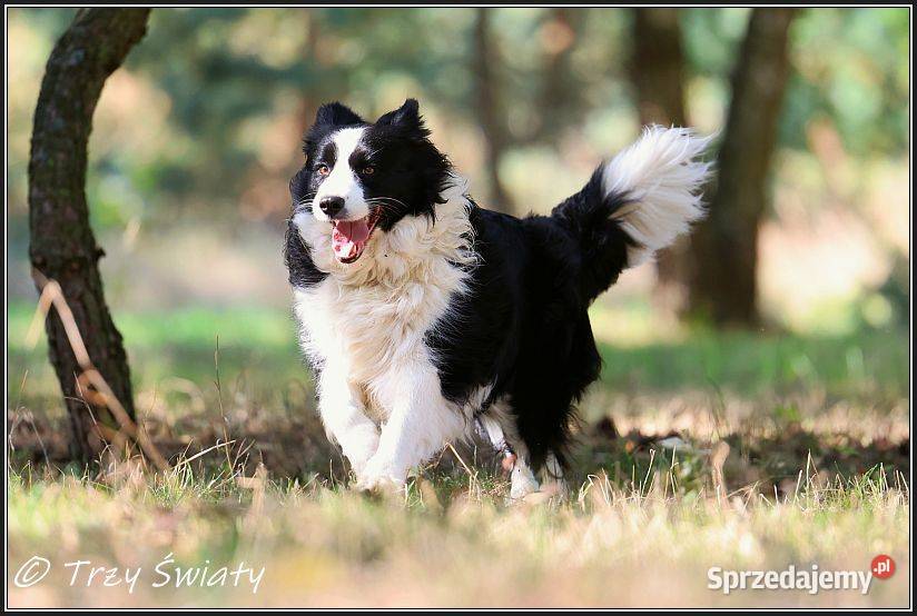 psy szczeniaki Border Collie ZKwP FCI Psy wielkopolskie