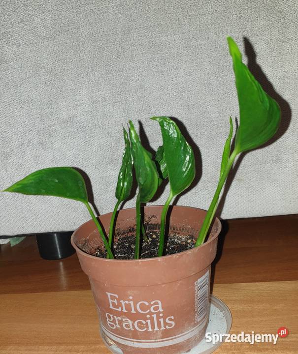 Epipremnum Godzilla roślina rosnąca Warszawa