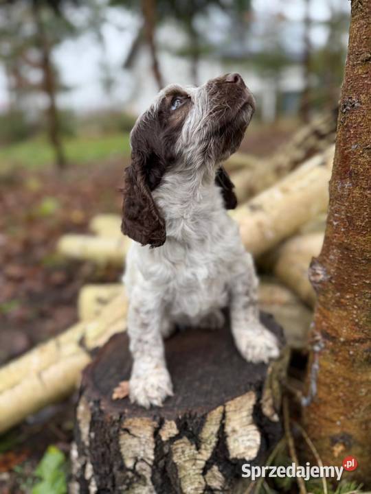 Jedyna taka Wyjątkowa sunia Cocker Spaniel Kraków