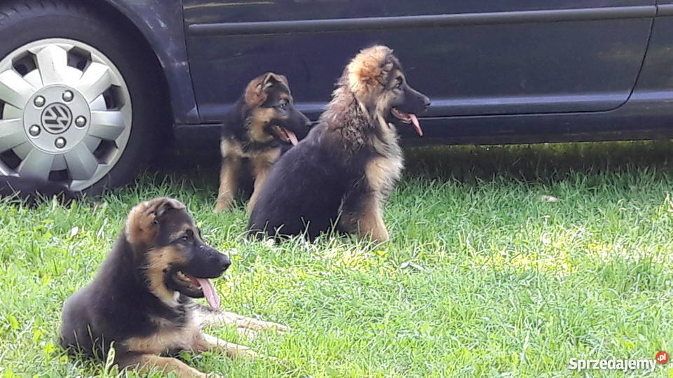 Owczarek niemiecki szczeniaki Chełm Śląski