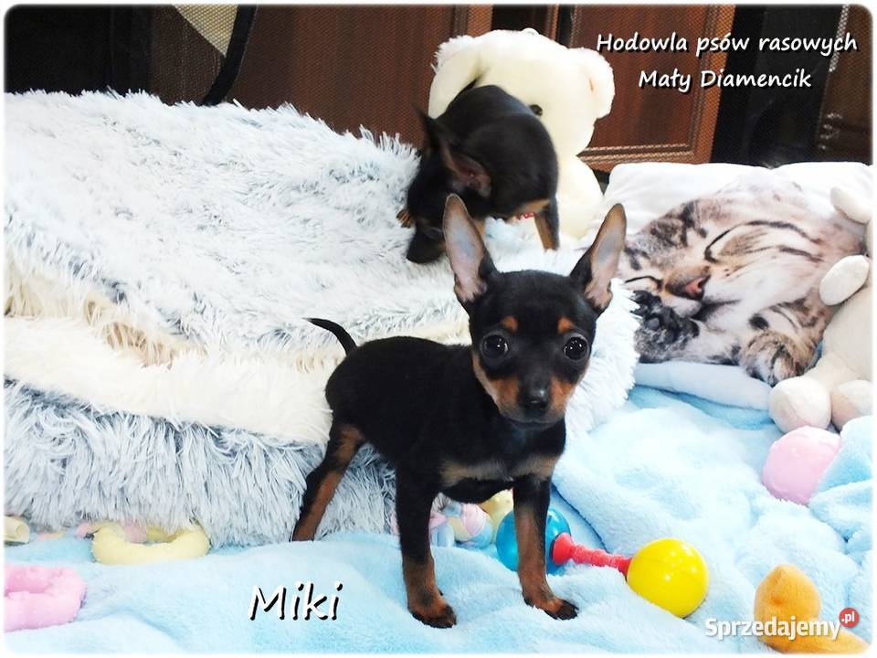 Mini Piesek Pinczer miniaturowy tzw Ratlerek Żary sprzedam