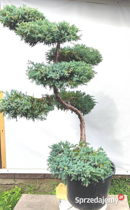 Bonsai Niwaki Jałowiec Blue Carpet Bonsai podkarpackie Medynia Łańcucka