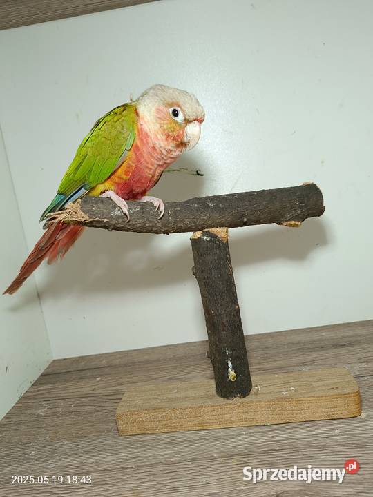 Sprzedam Rudosterki Ptaki śląskie Rybnik