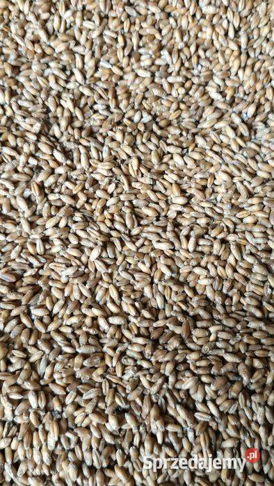 Pszenżyto Tadeus Lipno sprzedam