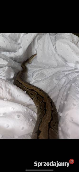 Pyton królewski samiec Łomianki sprzedam