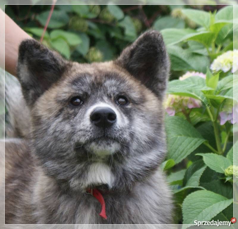 AKITAINU z ROOWOEM FCI CHAMPIONACH Mikołów sprzedam