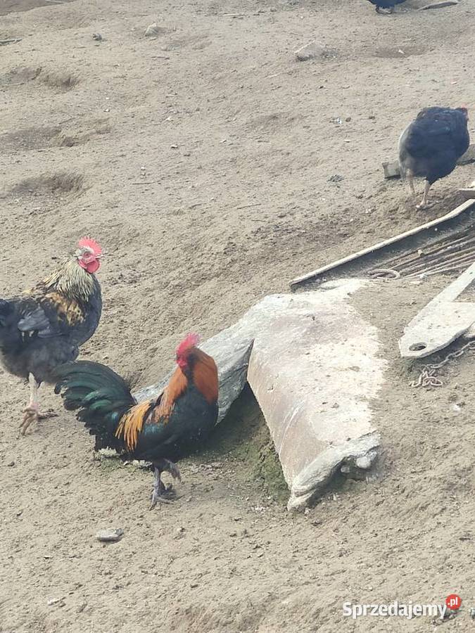 Karzełek łapciaty liliputek brodacz Wierzchowiska Drugie sprzedam