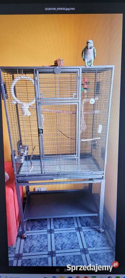 Aleksandretta Chińska na SPRZEDAŻ sprzedam