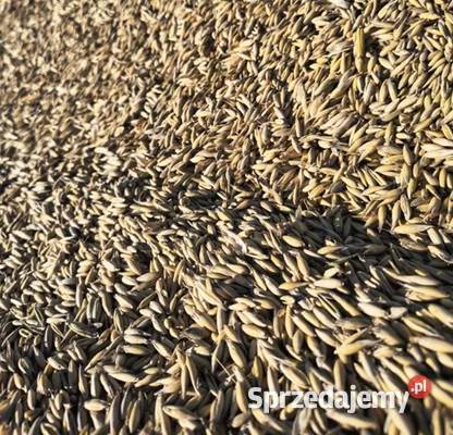 Sprzedam owies jary Reflex C1 100 Stara Kornica