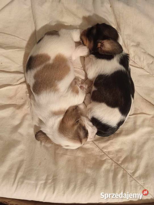 Petit Basset Griffon Vendeen hodowla FCI Ostrów Wielkopolski