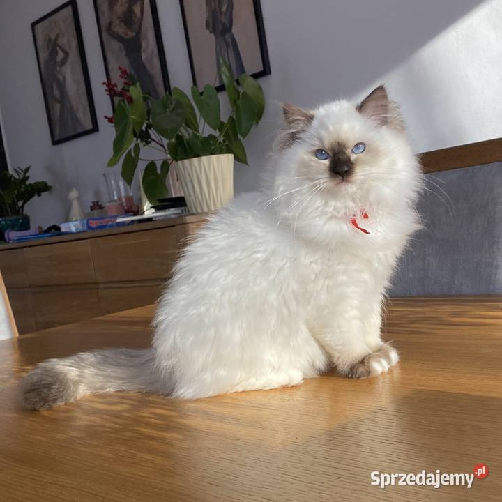 Piękna kotka hodowlana Ragdoll gotowa do śląskie Tychy