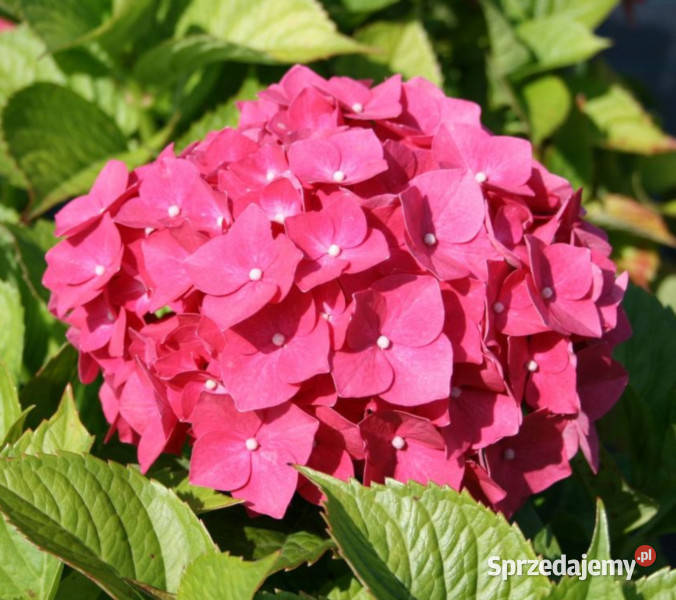 HORTENSJA LEUCHTFEUER sadzonki w doniczkach Ustronie