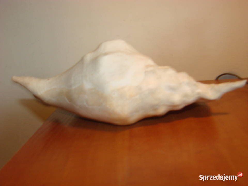 duża muszla morska Pruszcz Gdański