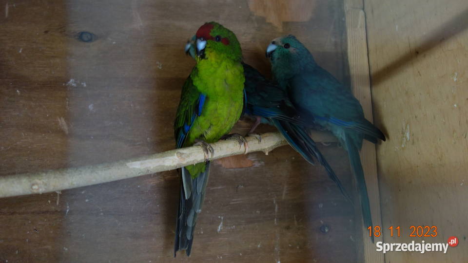 Papugi Kozie Modrolotki Falęcin sprzedam