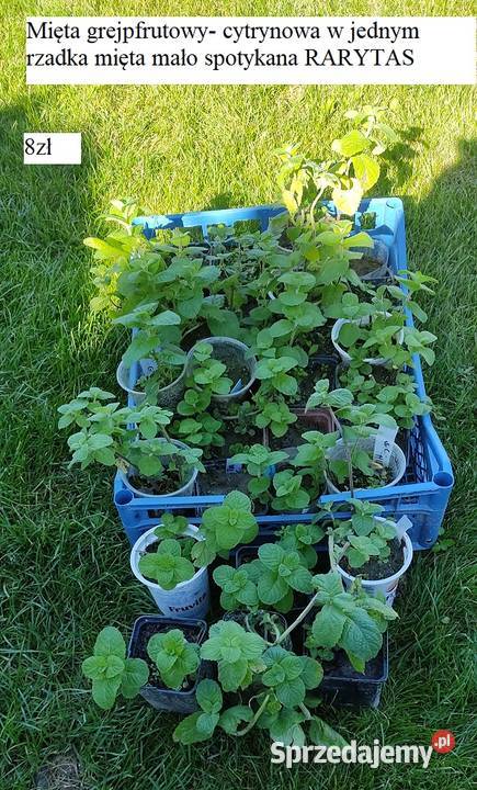 Mięta grejpfrutowy cytrynowa w jednym Ogród opolskie Opole
