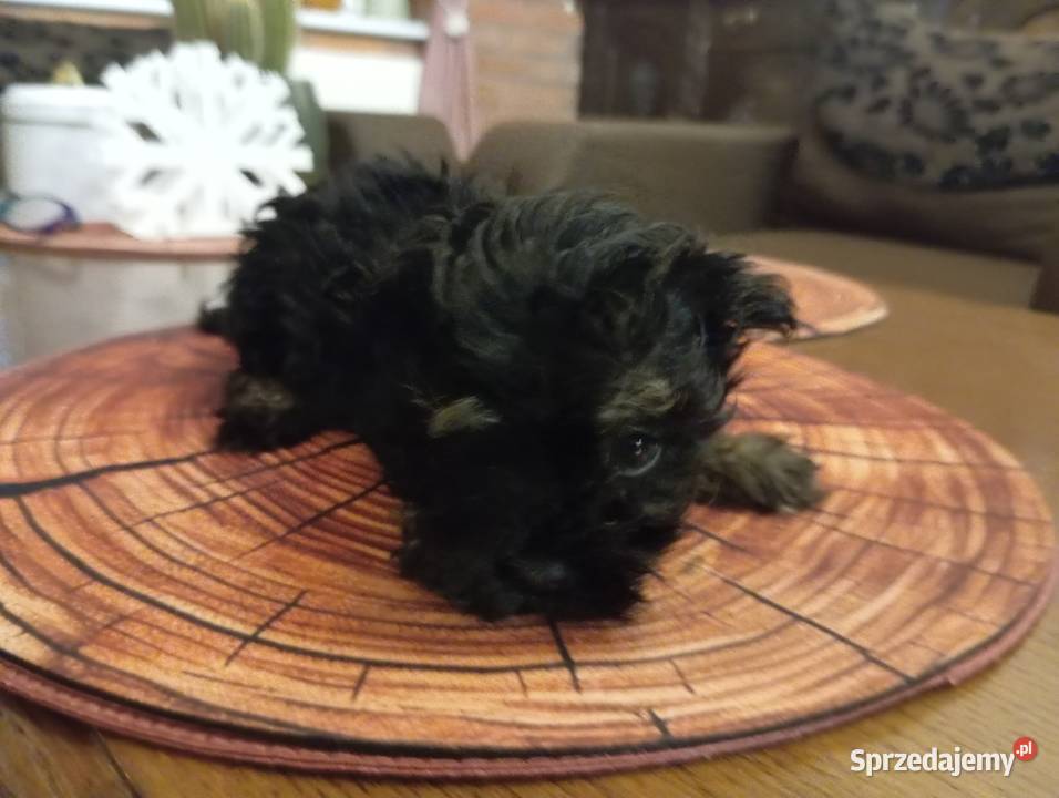 Sprzedam Sunię rasy Rosyjska Bolonka Kolorowa Środa Wielkopolska