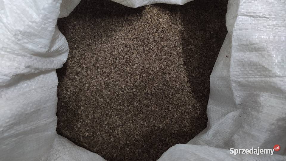 Nasiona kopru koper Produkcja 2025 Gowarzewo