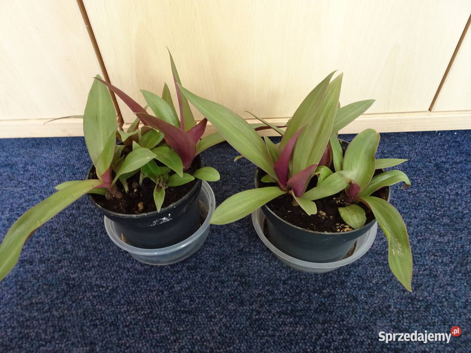 reo meksykańskie Warszawa