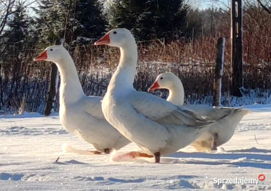 Gęsi Gęś Novohradska zarodowe 1 gąsior 2 gąski Iwonicz
