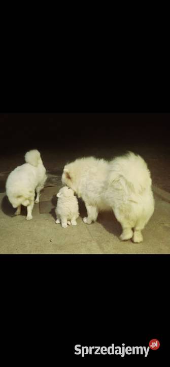 Samoyed samiec Mogilno