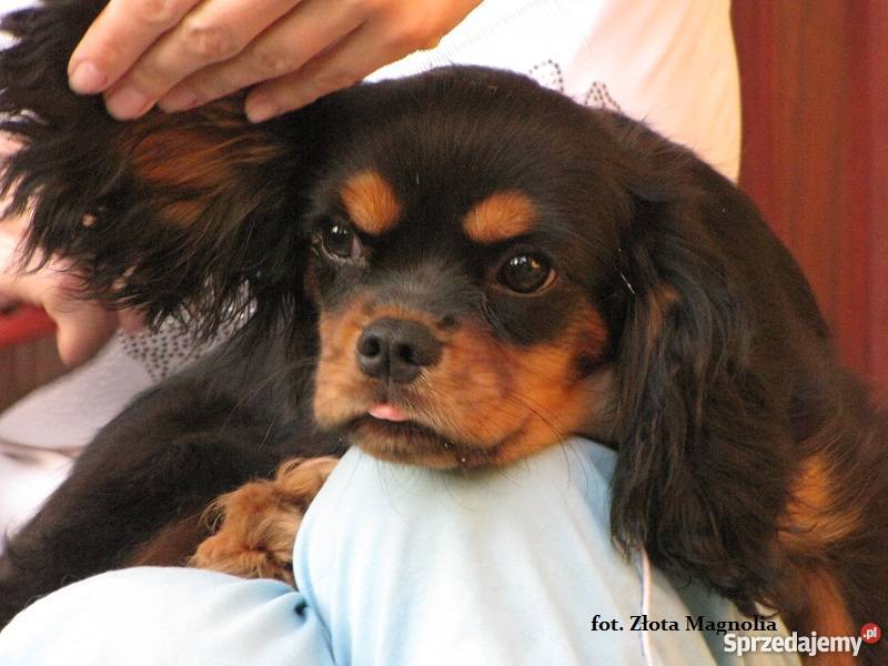 Cavalier King Charles Spaniel z rodowodem