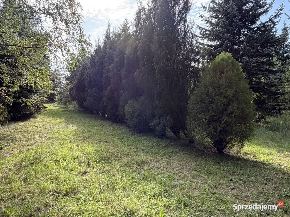 Wyjątkowa działka z dojrzałym starodrzewem Głowno