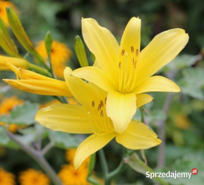 MINI LILIOWIEC Hemerocallis minor sadzonki w Dom i Ogród