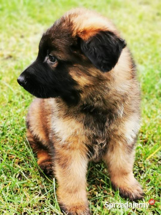 Owczarek niemiecki długowłosy wilczasty