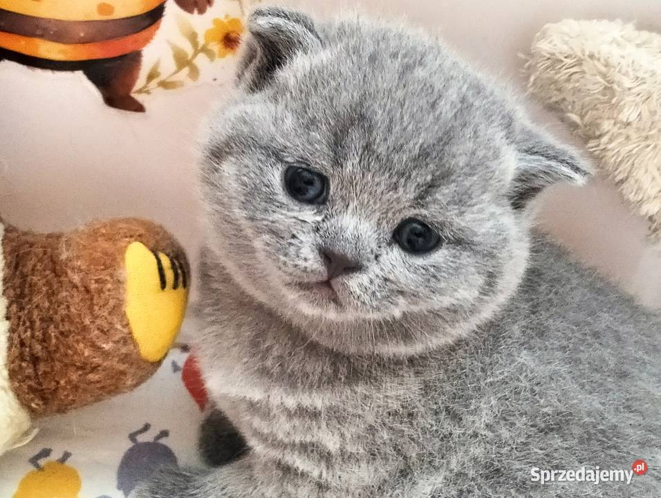 Uroczy kocurek Archie Rodowód Międzynarodowy sprzedam
