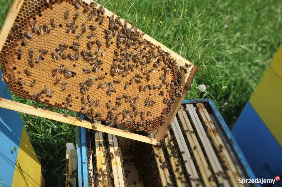 Matki Pszczele Odkłady Pszczele Pszczoły Ostrzeszów sprzedam