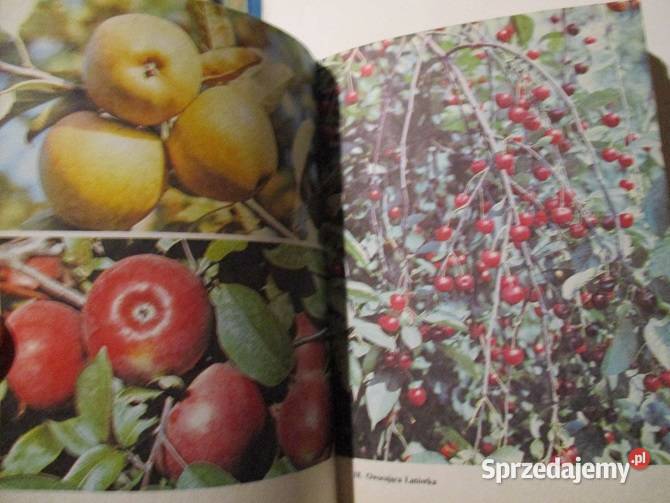 Działka moje hobby 1979r działka ogród uprawy