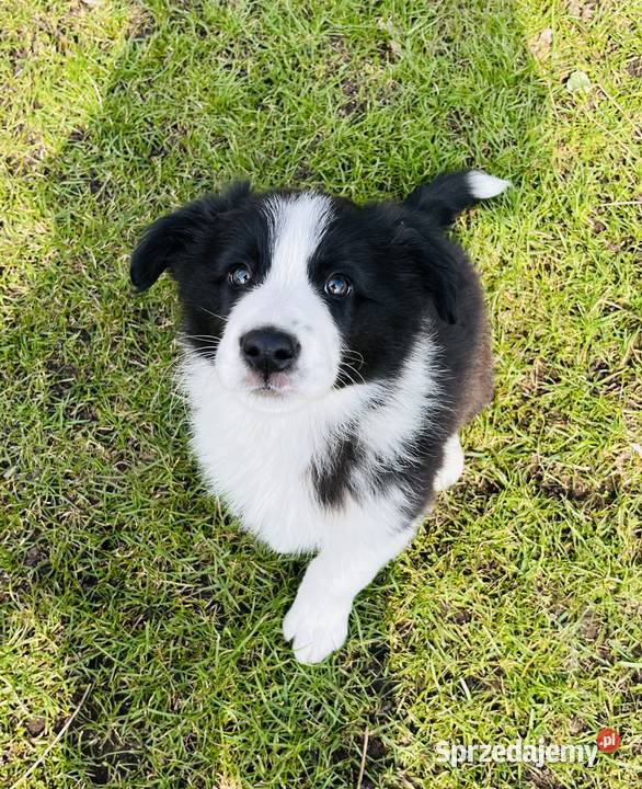 Piesek Border Collie wielkopolskie