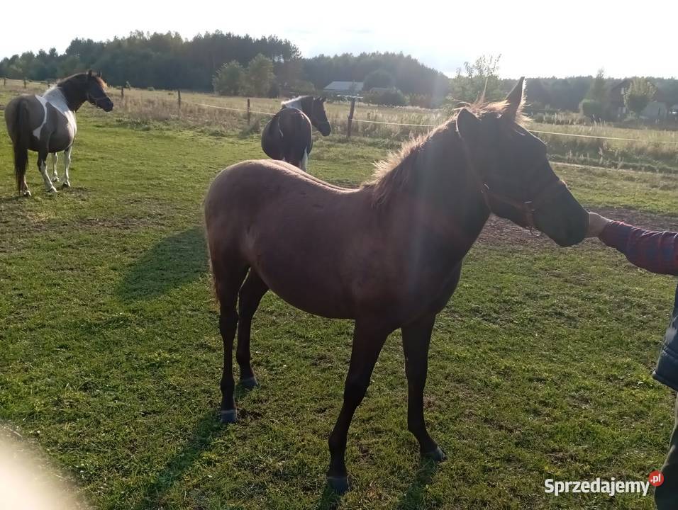 Sprzedam ogierka huculskiego Radawa sprzedam