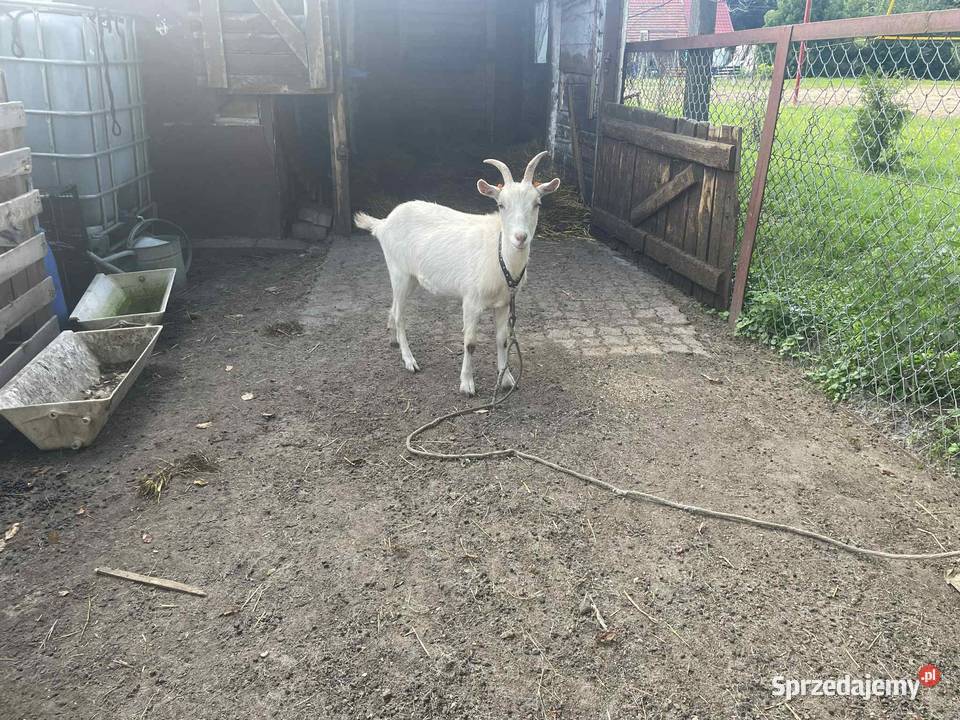 Kozy i koziołki kujawsko-pomorskie Lipie