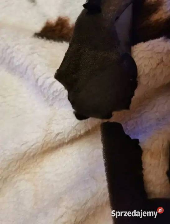 Wygłuszenie drzwi prawy tył BMW E34 sedan kombi osobowe