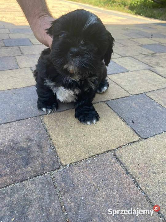 szczeniaczki shih tzu Brody Duże sprzedam