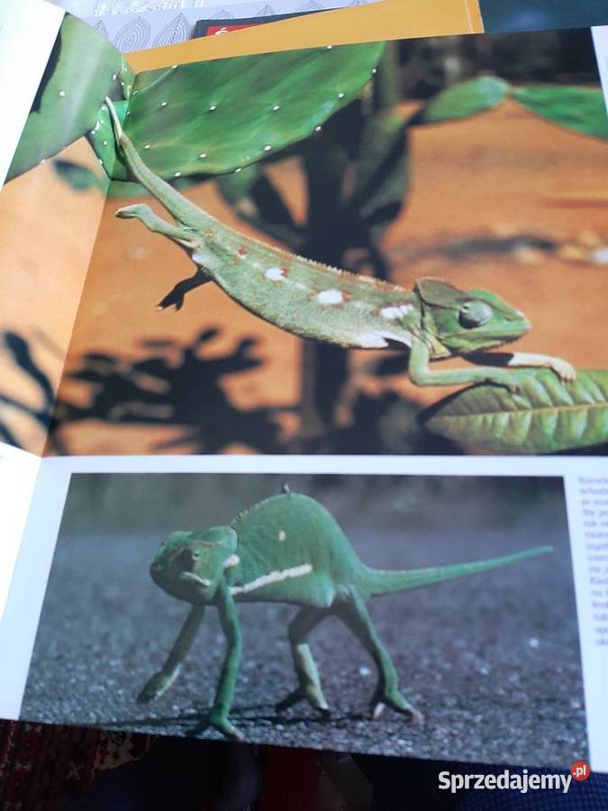 Swiat dzikich zwierząt Larousse Stronie Śląskie